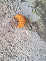 Neolamarckia cadamba