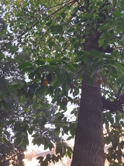 Neolamarckia cadamba