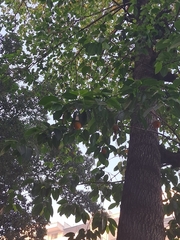 Neolamarckia cadamba