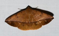 Hamodes pendleburyi
