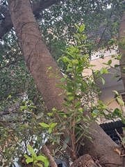 Neolamarckia cadamba