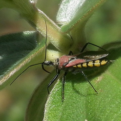 Rhynocoris