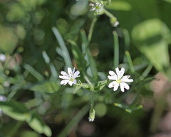 Pseudostellaria jamesiana