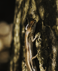 Lampropholis delicata