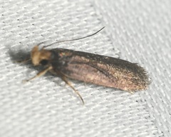 Pexicopia melitolicna
