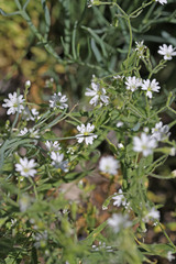 Pseudostellaria jamesiana