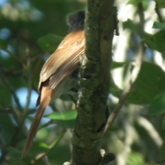 Terpsiphone viridis granti