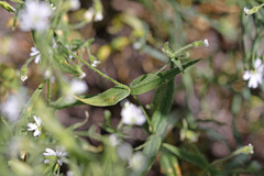 Pseudostellaria jamesiana