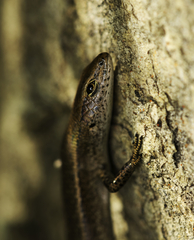 Lampropholis delicata