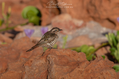 Chrysococcyx basalis