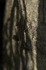 Lampropholis delicata