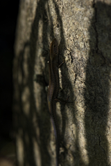 Lampropholis delicata