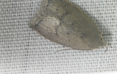 Scythropiodes
