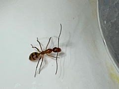 Camponotus zonatus