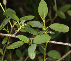 Ceanothus integerrimus macrothyrsus