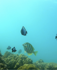 Labroides phthirophagus