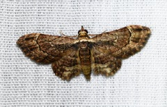 Gymnoscelis deleta