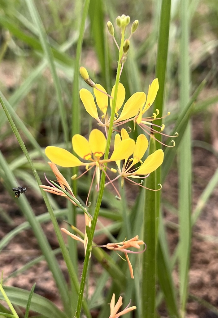 Cleome tetrandra