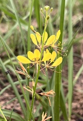 Cleome tetrandra
