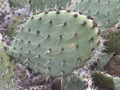 Opuntia semispinosa