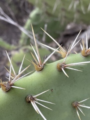 Opuntia semispinosa