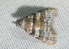 Nola bifascialis