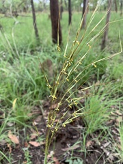 Heteropogon contortus