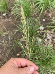 Heteropogon contortus