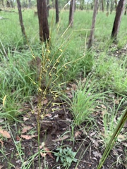 Heteropogon contortus