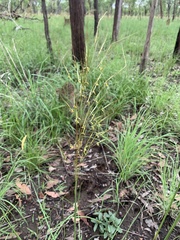 Heteropogon contortus