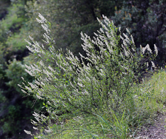 Ceanothus integerrimus macrothyrsus