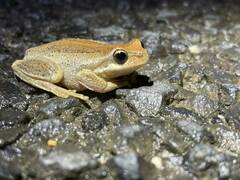Litoria