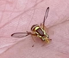 Bactrocera jarvisi