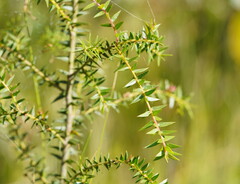 Acacia oxycedrus