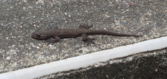 Hemidactylus