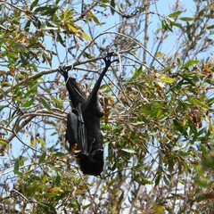 Pteropus alecto