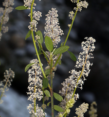 Ceanothus integerrimus macrothyrsus