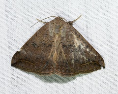 Blasticorhinus rivulosa