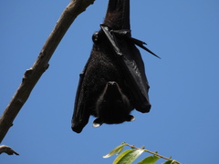 Pteropus alecto