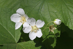 Rubus parviflorus