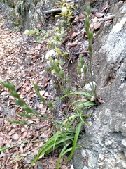 Thelymitra longifolia