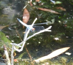 Brachydiplax denticauda