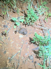 Litoria rubella