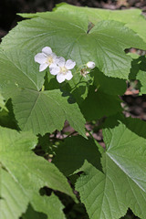 Rubus parviflorus