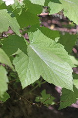Rubus parviflorus