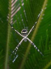 Argiope argentata