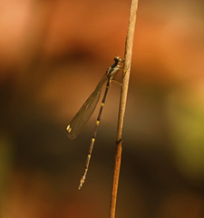 Episynlestes albicaudus