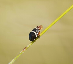 Bathyllus albicinctus
