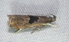 Helcystogramma hibisci