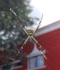 Argiope argentata